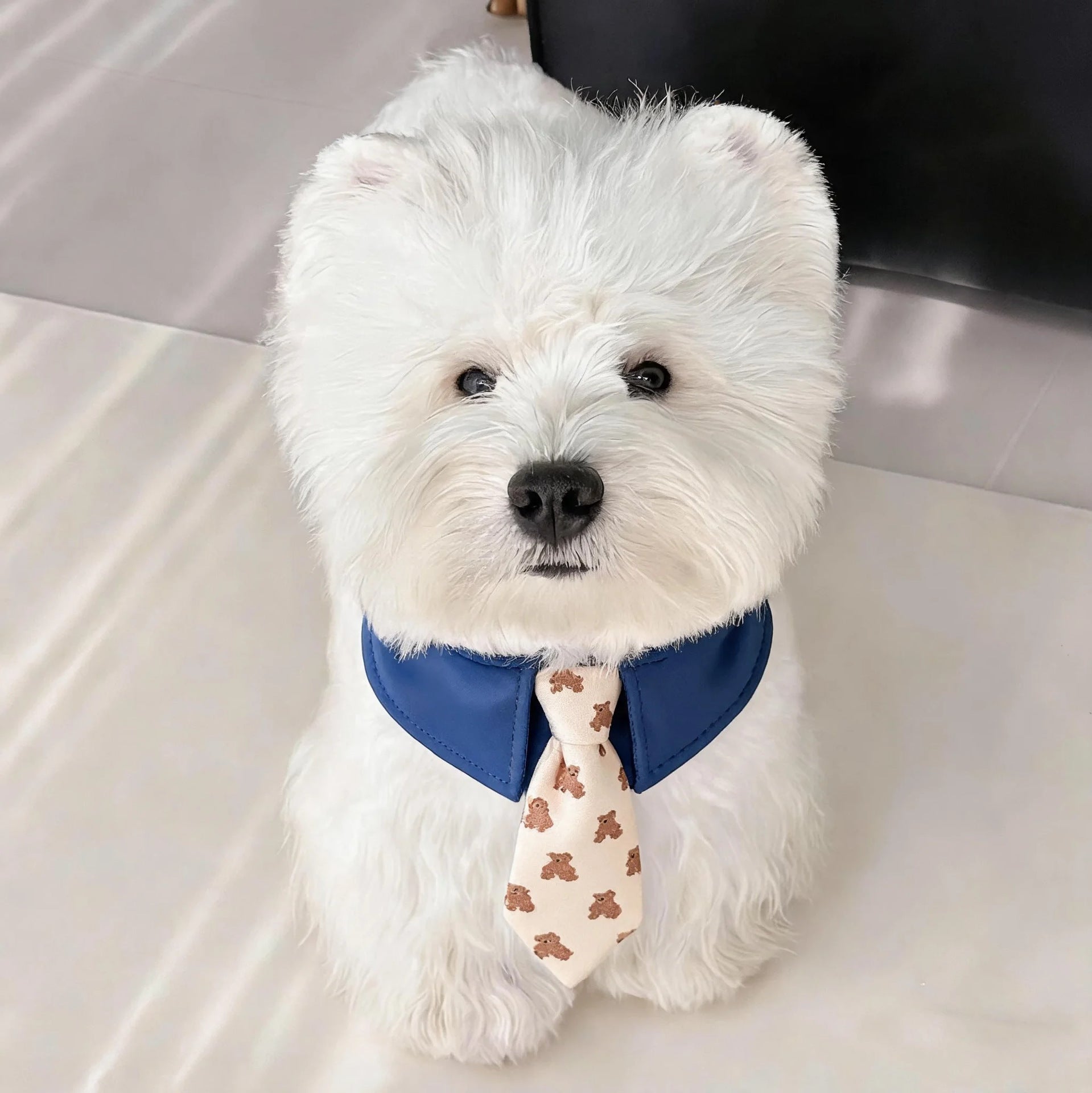 Dog Shirt Collar & Tie Set for Small Dogs | Cute Pet Necktie Accessory for Chihuahua, Pomeranian & Maltese